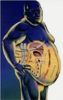Fat or muscles